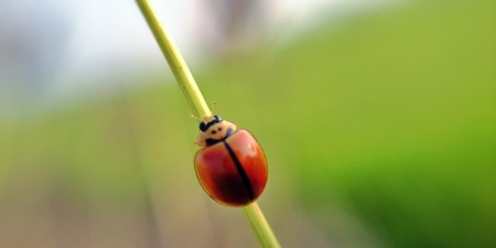 Ladybirdの写真素材