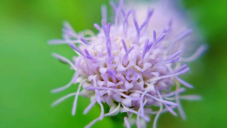 Flower, pollen の素材