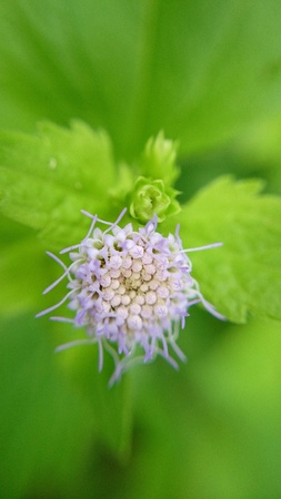 Flower and Leaf の素材