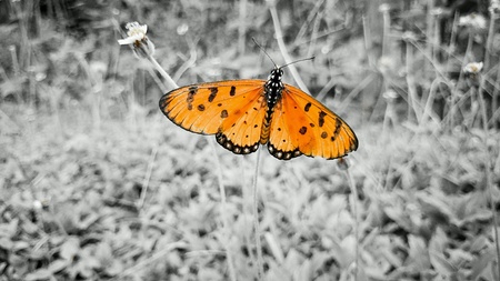 Orange Butterflyの素材