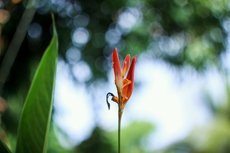 Flower Bokeh abstract background wallpaperの素材