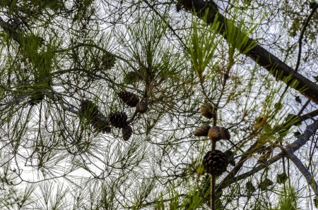 "Real"Branch of pine tree in front of defocused forest.の写真素材