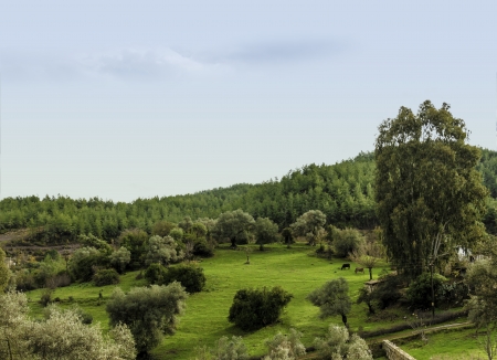 meadow and treesの写真素材