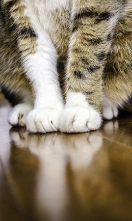 Cat showing just the legs and feet.の写真素材