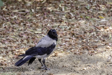 A crow sitting on a field.の写真素材