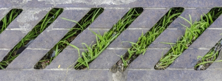 Street drain with grassの写真素材