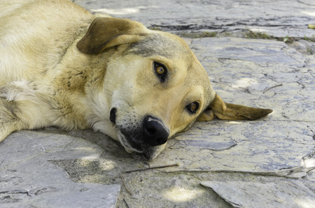 A street dog lying on streetの写真素材