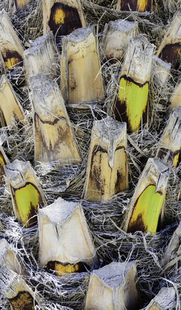 Bark Of Palm Treeの写真素材