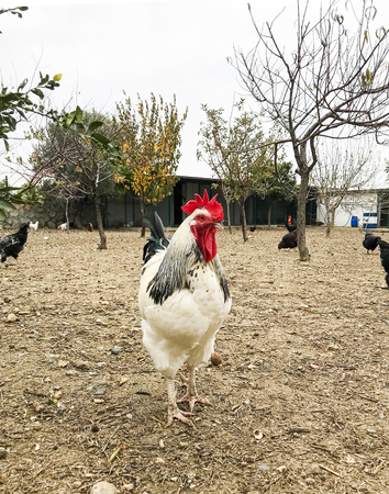 Cockerel Portraitの写真素材