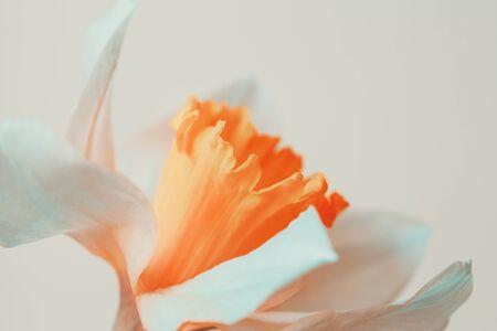 floral background, first spring flower narcissus closeupの写真素材
