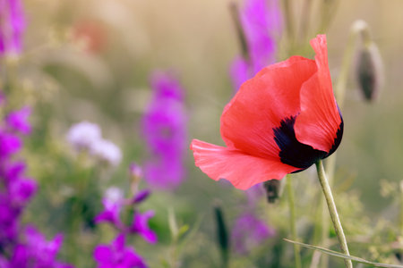 Red poppy colorful wild flowers field background, summer garden