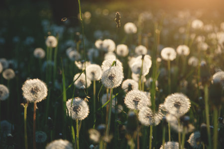 Wildflowers at sunrise, beautiful fluffy dandelions summer fieldの写真素材