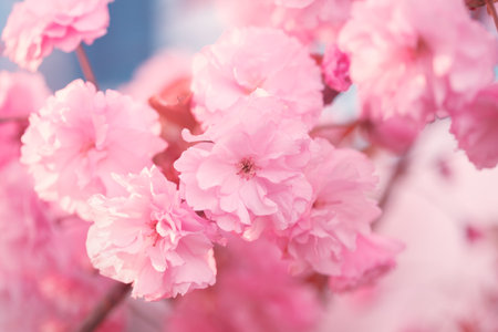 Beautiful pink blooming sakura flower spring background, cherry tree blossomの写真素材
