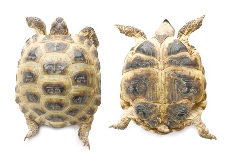 Two views (up and down) on 13 years overland tortoise which is living in central asian region. Isolated on white backgroundの写真素材