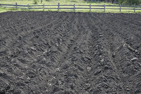 Earliest period of growing potato field without green plants. Only earth rows.の写真素材