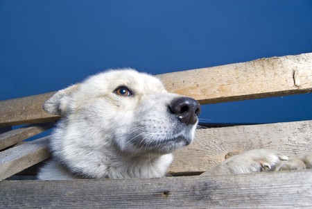 Wild dor is trying to get over the fence.