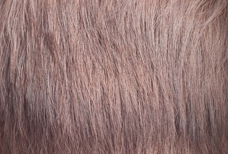 Red copper colored female hair closeup textureの写真素材