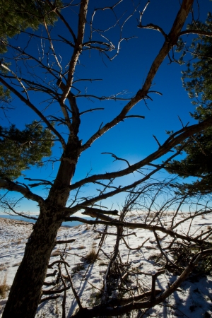 trees in the top of the mountain in a cold december morningの写真素材