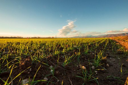 the sun goes down on the green fields in a spring afternoonの写真素材
