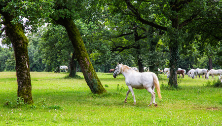 Lipizzaner horses in the meadow of Sloveniaの写真素材