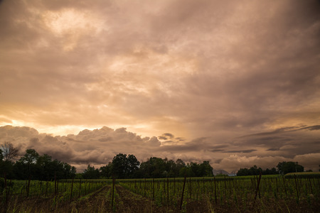 storm is coming on a corn fieldの写真素材