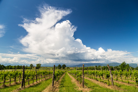 grapevine cultivation in the italian countryside in a stormy summer dayの写真素材