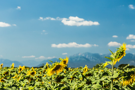 sunflowers field in the countryside of Friuli Venezia-Giulia, Italyの写真素材