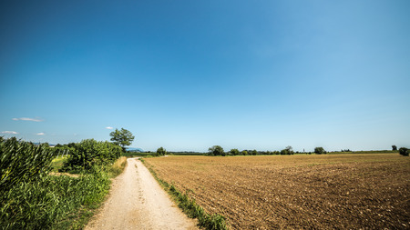 country road between fields in italyの写真素材