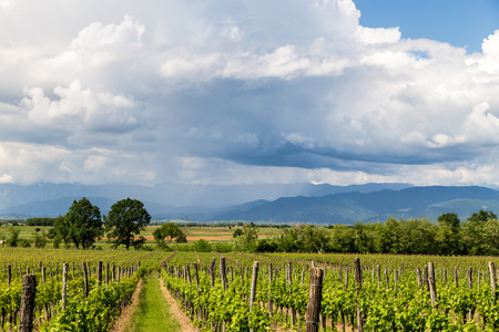 grapevine cultivation in the italian countryside in a stormy summer dayの写真素材