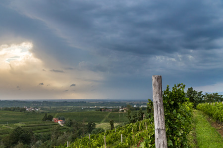 grapevine cultivation in the italian countryside in a stormy summer dayの写真素材