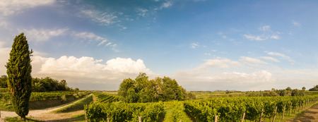 grapevine cultivation in the italian countryside in a stormy summer dayの写真素材