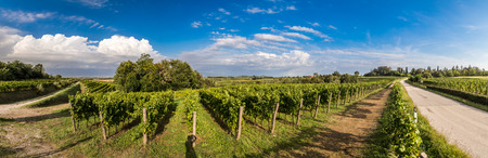 grapevine cultivation in the italian countryside in a stormy summer dayの写真素材