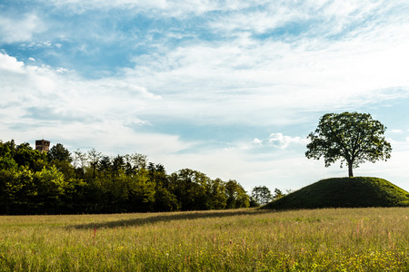 a lonely tree in the italian countryside in a spring afternoonの写真素材