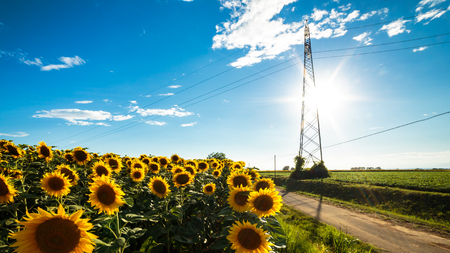 sunflowers field in the countryside of Friuli Venezia-Giulia, Italyの写真素材