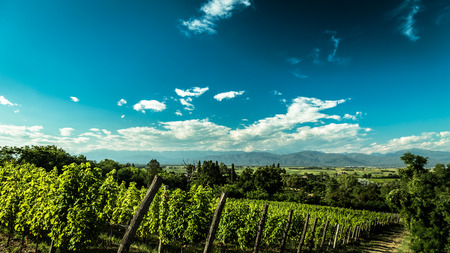 grapevine cultivation in the italian countryside in a stormy summer dayの写真素材
