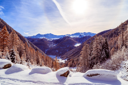 wood full of snow in the italian alpsの写真素材