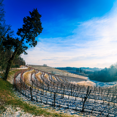 snow and ice in the vineyard of Friuli, Italyの写真素材