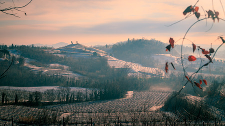 snow and ice in the vineyard of Friuli, Italyの写真素材