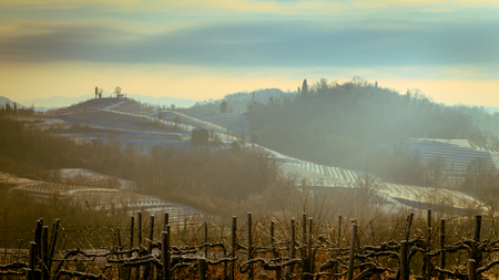 snow and ice in the vineyard of Friuli, Italyの写真素材