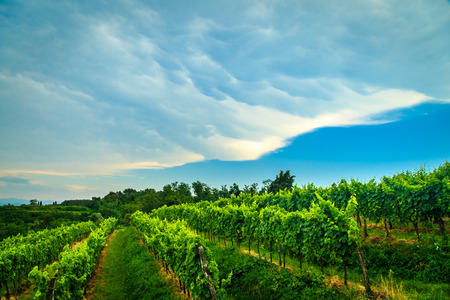 Storm is approaching the vineyards in the fields of Collio, Italyの写真素材