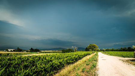 Storm is approaching the vineyards in the fields of Collio, Italyの写真素材