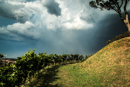 Storm is approaching the vineyards in the fields of Collio, Italyの写真素材
