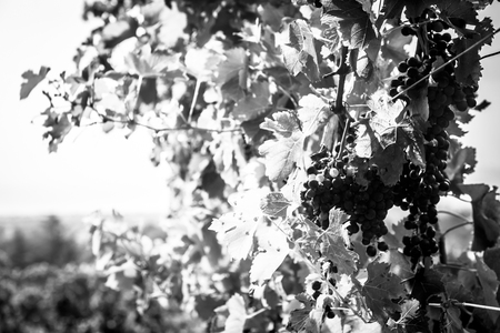 Storm is approaching the vineyards in the fields of Collio, Italyの写真素材