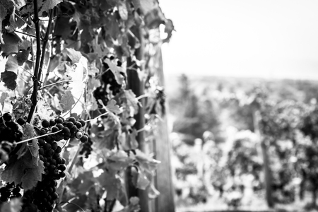 Storm is approaching the vineyards in the fields of Collio, Italyの写真素材