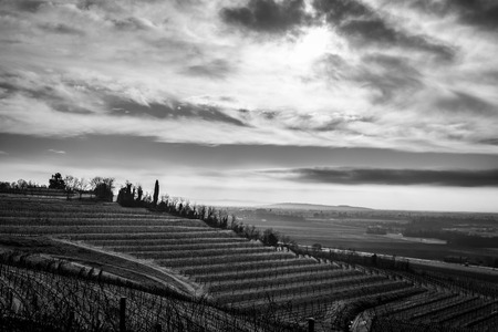 snow and ice in the vineyard of Friuli, Italyの写真素材