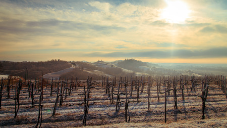 snow and ice in the vineyard of Friuli, Italyの写真素材