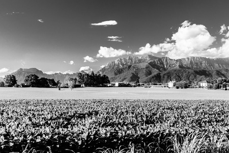 A fresh afternoon douring an hot summer in the italian countrysideの写真素材