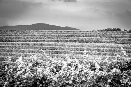 Storm is approaching the vineyards in the fields of Collio, Italyの写真素材