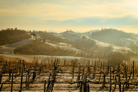 snow and ice in the vineyard of Friuli, Italyの写真素材