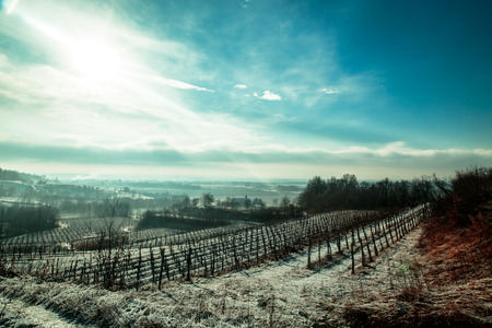 snow and ice in the vineyard of Friuli, Italyの写真素材